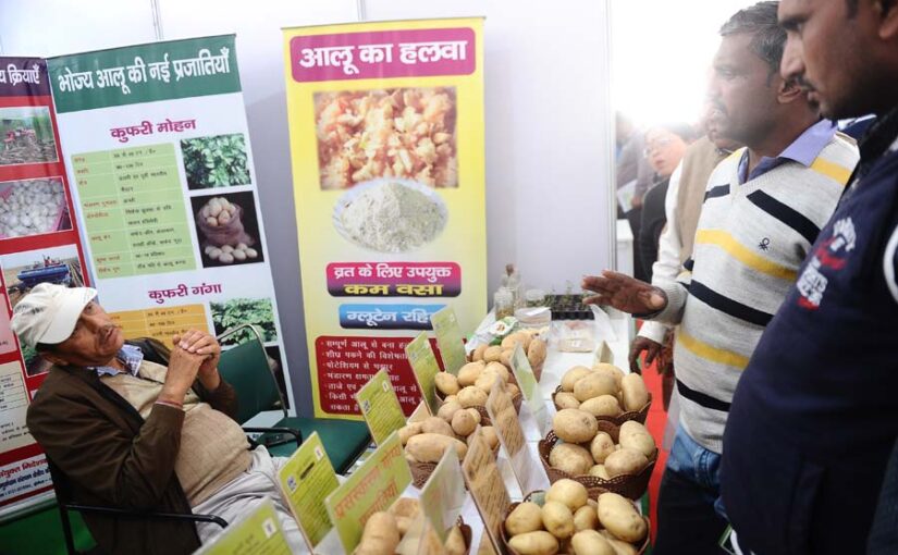 आलू की खेती और खास किस्म ‘कुफरी मोहन’