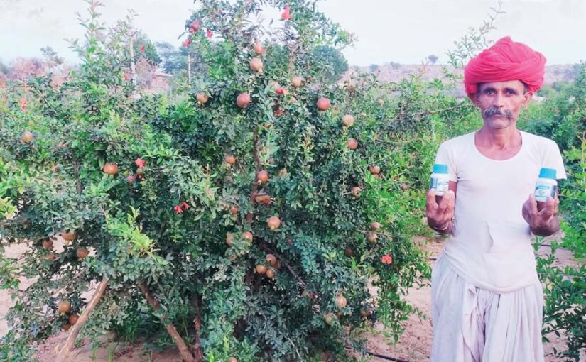 अनार की खेती : कीटरोगों से बचाव व प्रबंधन