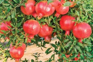 Anar