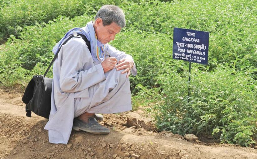 चना की नई उन्नत किस्म से फायदा पाएं