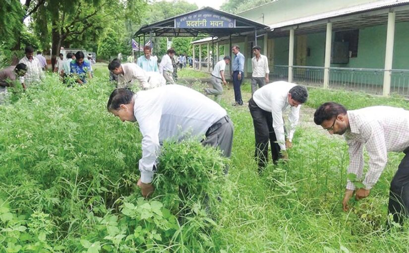 गाजरघास की बनाएं खाद