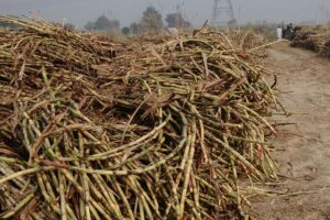 Sugarcane