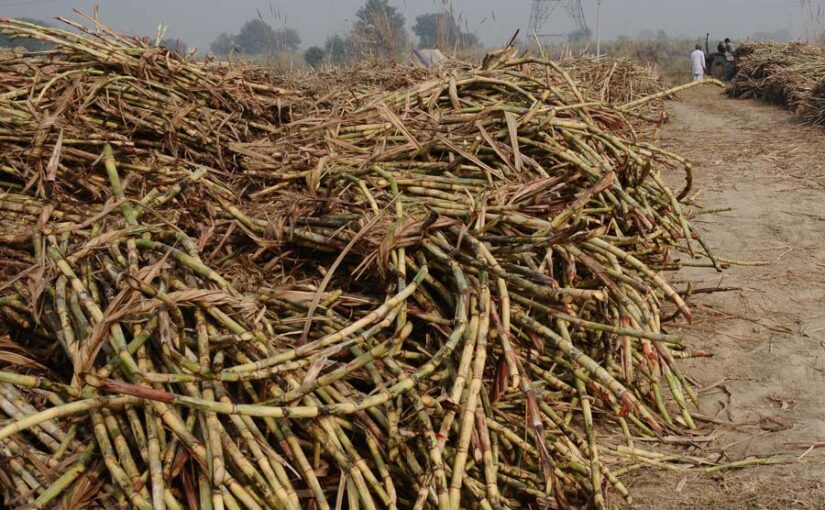 भारतीय गन्ना सब से महंगा