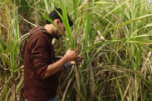 Sugarcane