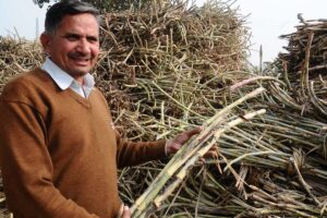 Sugarcane