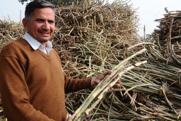 हरियाणा में सब से ज्यादा गन्ने का दाम