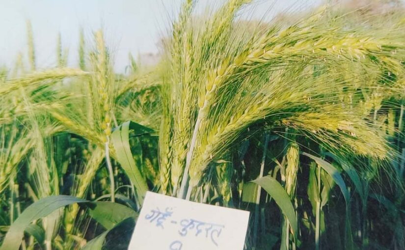 गेहूं बीज : प्राकृतिक आपदा में भी लहलहाएगी फसल