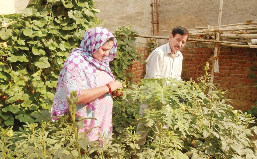 घरआँगन में सब्जियां