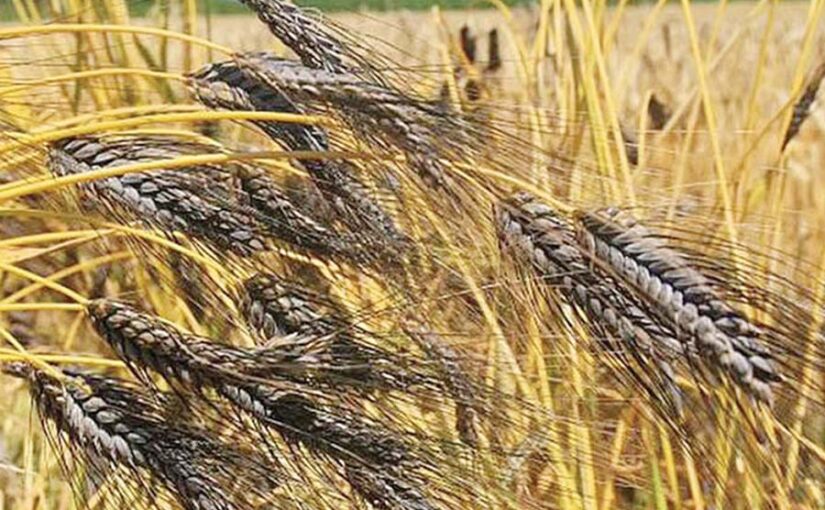 क्या लाभकारी है काले गेहूं की खेती?