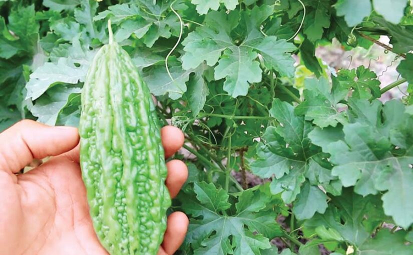 पोषक तत्त्वों से भरपूर करेला