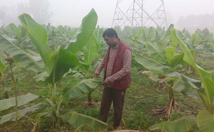 केले के रोग व प्रबंधन