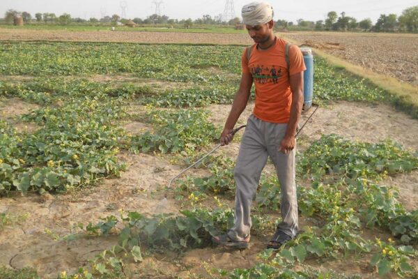 खेती में रासायनिक उर्वरकों का अधिक इस्तेमाल: सेहत व मिट्टी से खिलवाड़