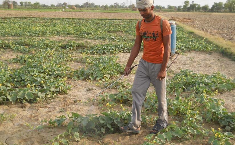 खेती में रासायनिक उर्वरकों का अधिक इस्तेमाल: सेहत व मिट्टी से खिलवाड़