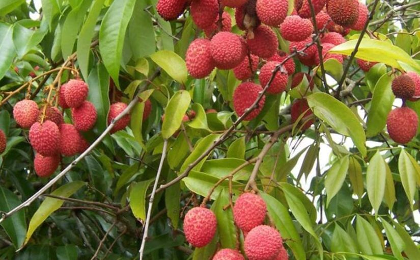 लीची की सफल बागबानी