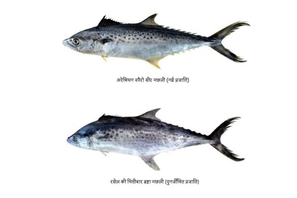 2 और सीर मछलियों की पहचान
