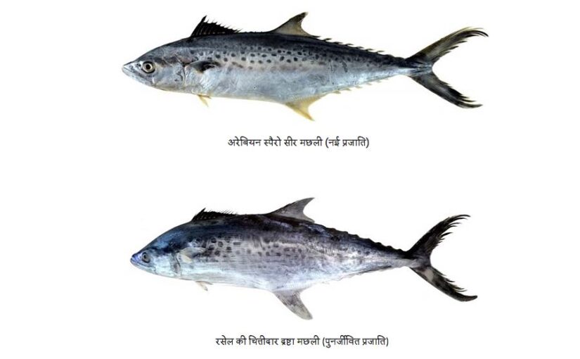 2 और सीर मछलियों की पहचान