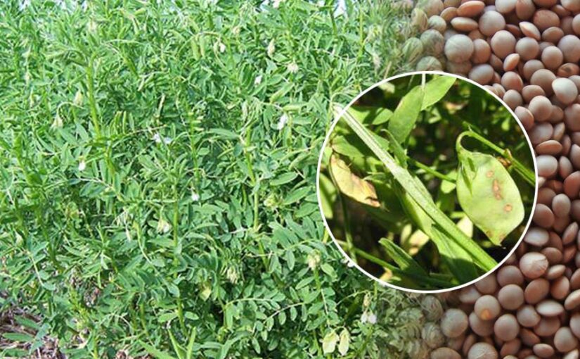 मसूर की फसल को कीट व बीमारियों से बचाएं