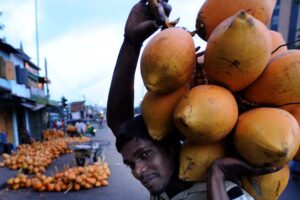 नारियल खेती की बढ़ती मांग