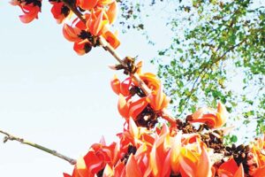 Palash