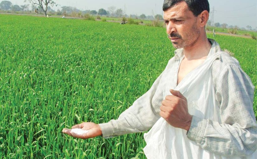 रबी फसल : खाद प्रबंधन और देखभाल