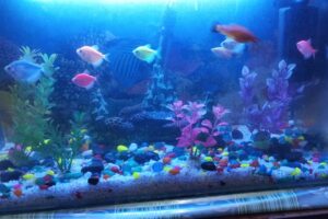 Fish