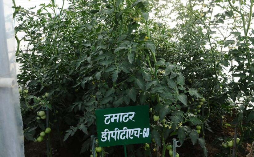 पौलीहाउस में टमाटर  की  खेती