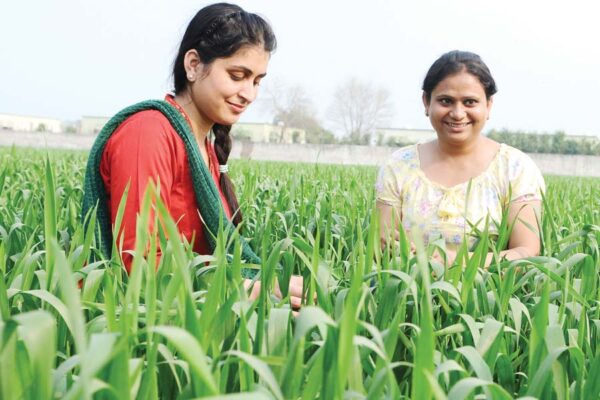 वैज्ञानिक तरीके से गेहूं की खेती