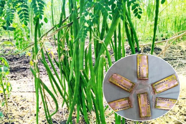 ‘सुपरफूड’ मोरिंगा की खेती