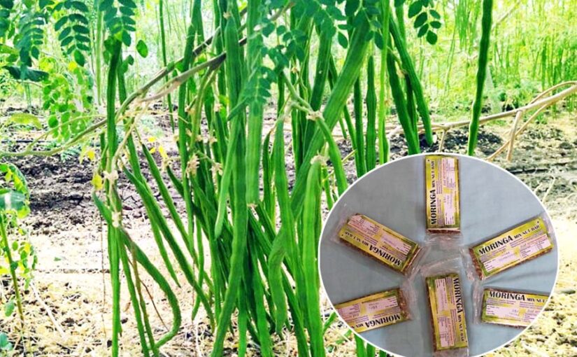 ‘सुपरफूड’ मोरिंगा की खेती