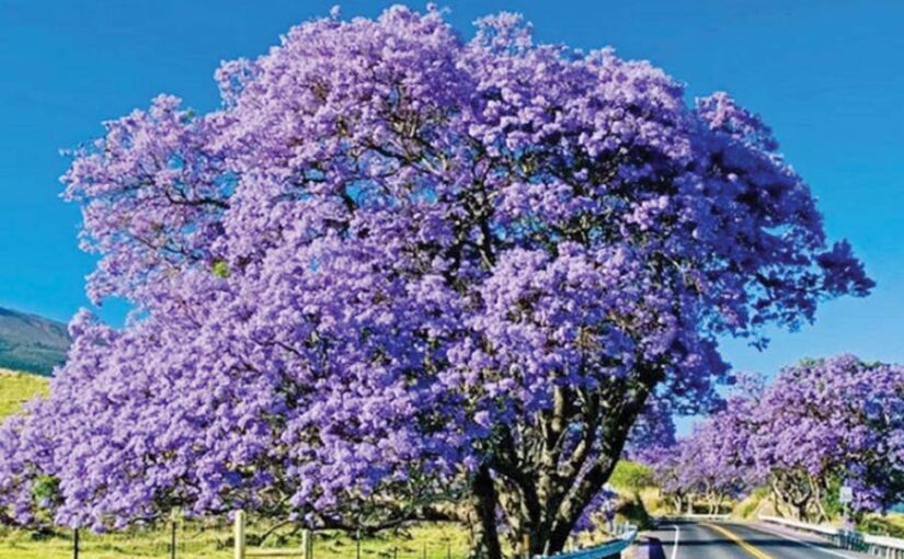 पुष्पीय वृक्ष लगाएं सुंदरता बढ़ाएं