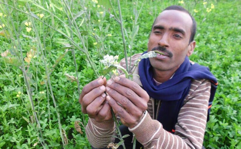 सरसों फसल की नाशीजीवों से करेंं सुरक्षा