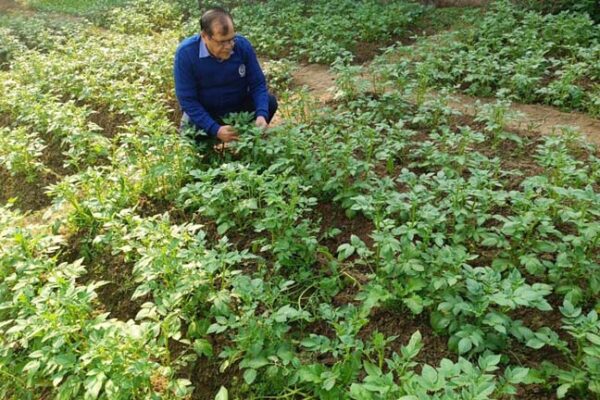 आलू फसल में पिछेती झुलसा, करें बचाव