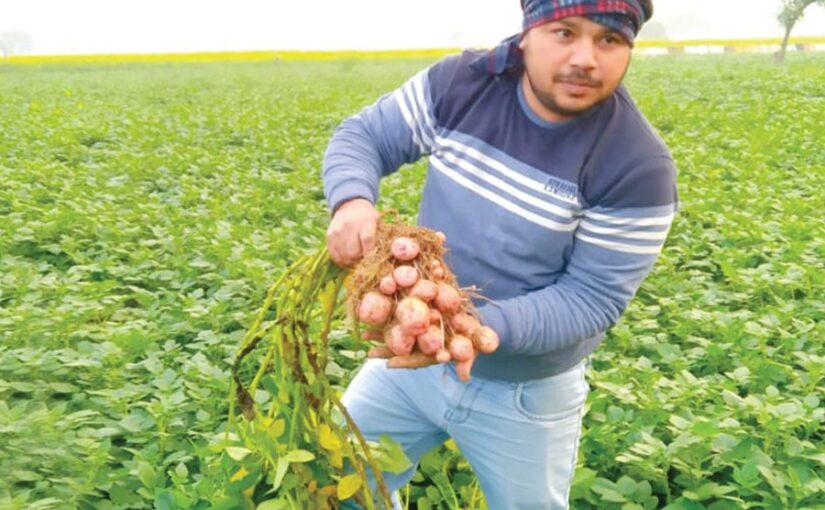 मैदानी इलाकों में आलू की उन्नत खेती