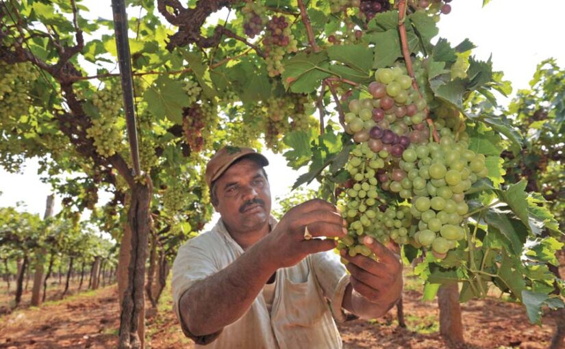 अंगूर की खेती और खास किस्में