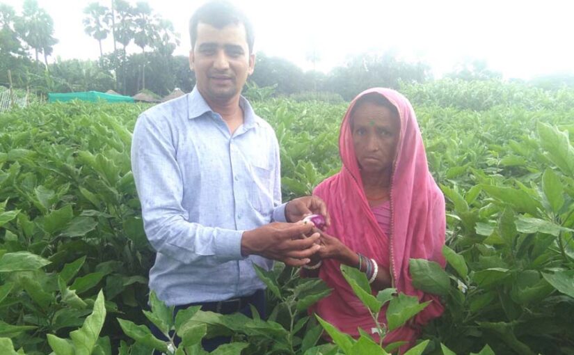 शरदकालीन बैगन की उन्नत खेती