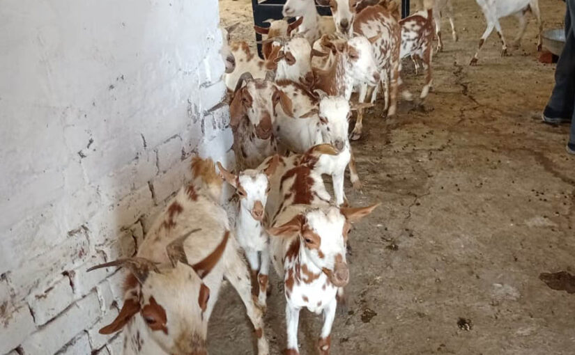बकरी दुग्ध उत्पादन एवं प्रोसैसिंग पर ट्रेनिंग