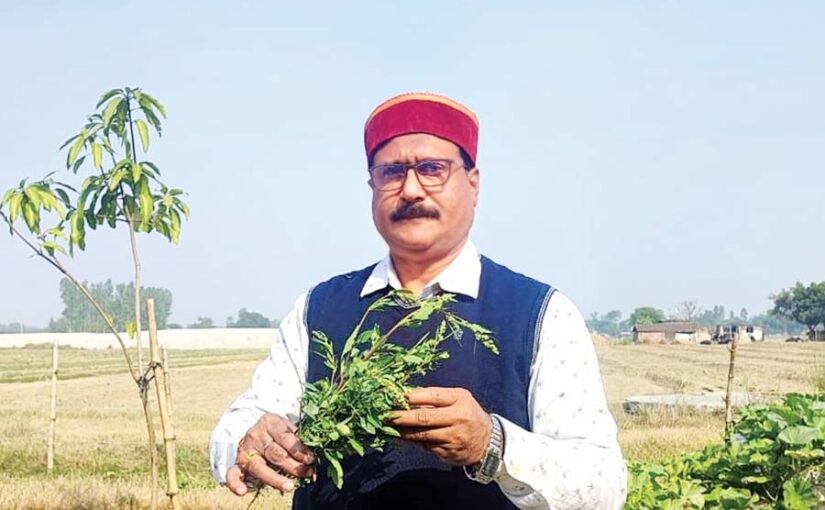 सेहतमंद बथुआ