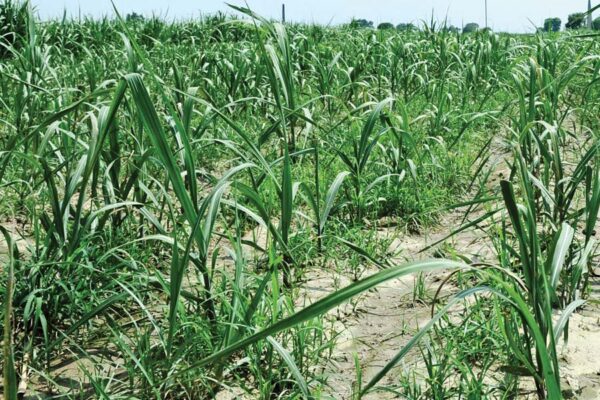 गन्ने की खेती में नवाचार