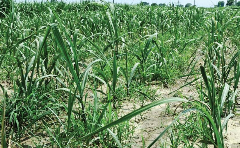 गन्ने की खेती में नवाचार