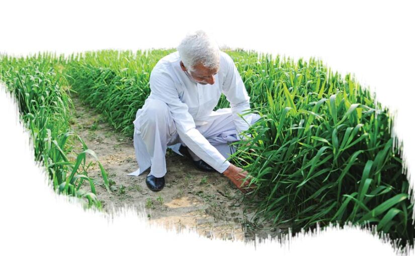 गेहूं फसल की सुरक्षा