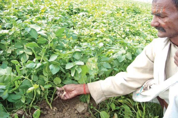 जनवरी माह में खेती के खास काम