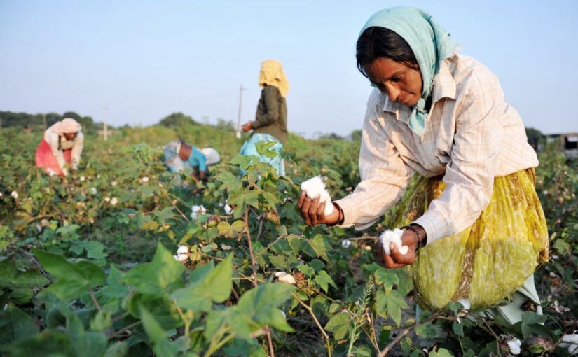 कौन सी हैं देशी कपास की खास प्रजातियां