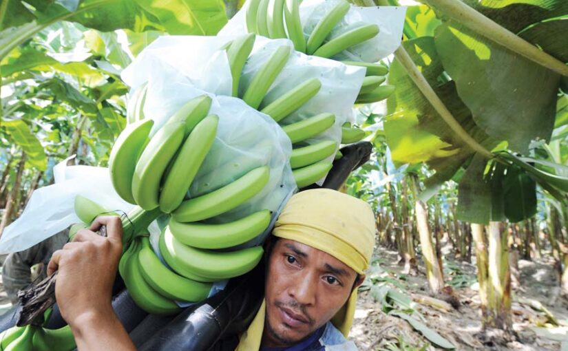 वैज्ञानिक विधि से करें केले की खेती