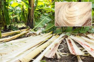 Banana fiber
