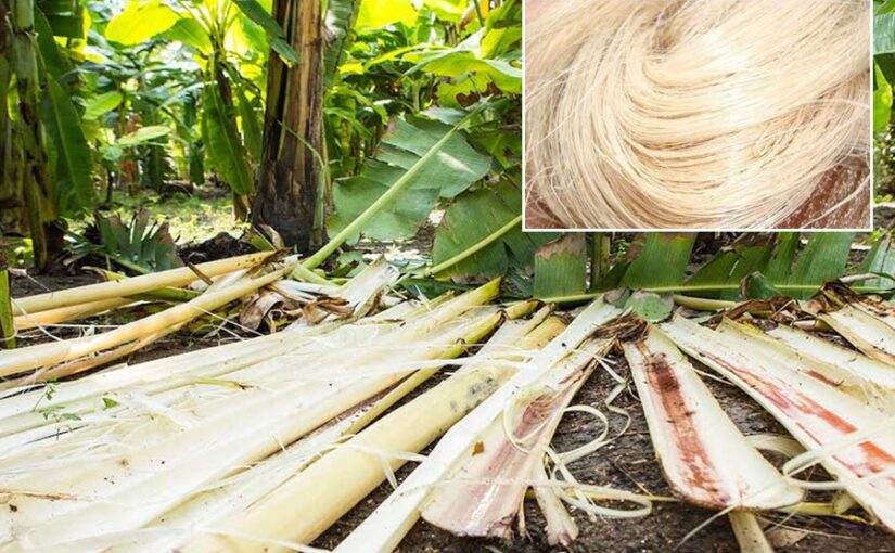 केले के पौधों से रेशा उत्पादन