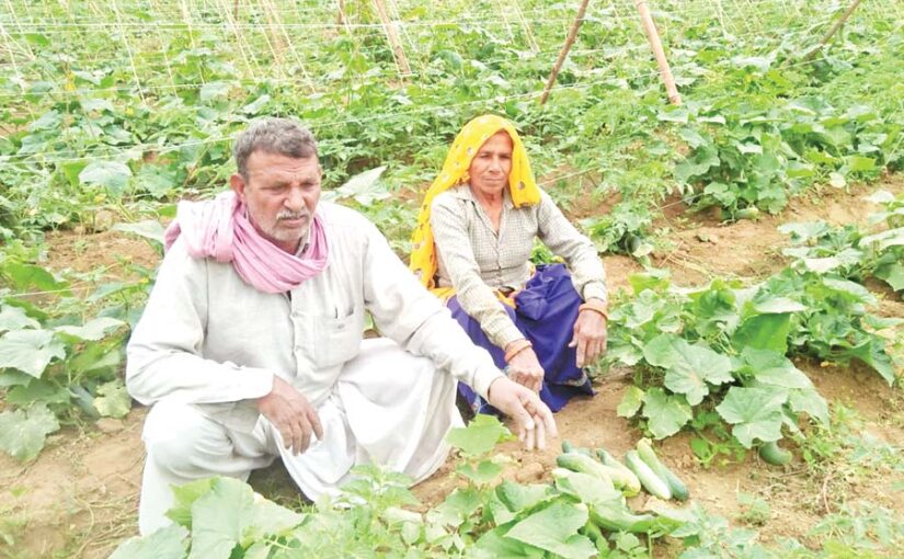 खीरे की खेती कर के तिगुना ज्यादा कमाएं