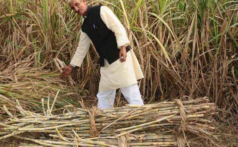नकदी फसल है गन्ना