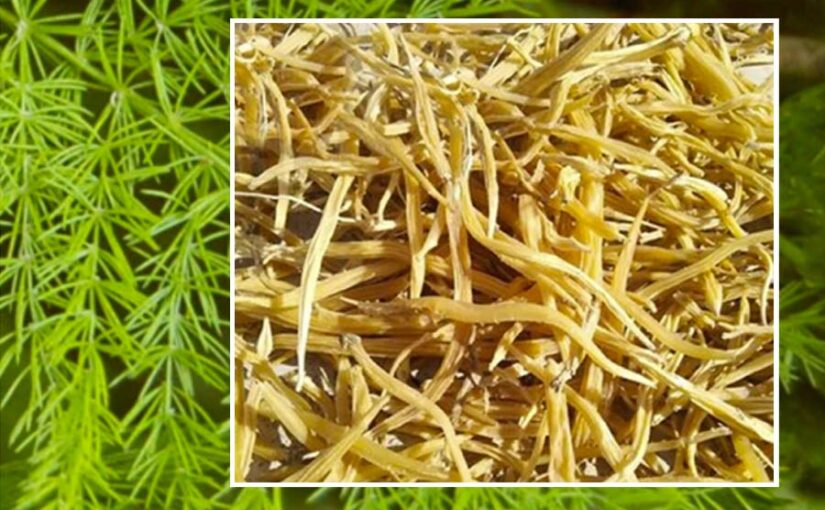 औषधीय फसल पीली सतावर की उन्नत खेती