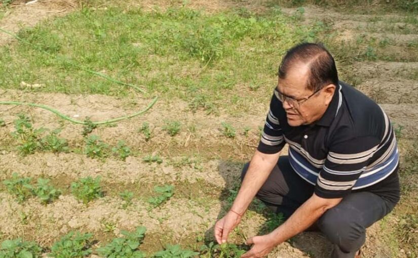 रबी की सब्जियों में जैविक (बिना रसायन) कीट प्रबंधन