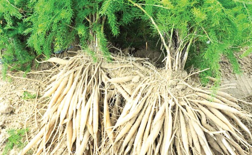 शतावर खूबियों का खजाना